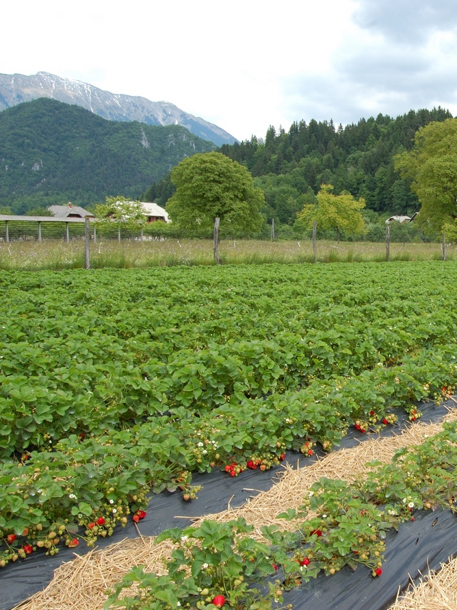 Flaska Strawberry Fields