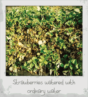 Strawberries watered with ordinary water