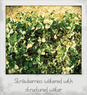 Strawberries watered with structured water