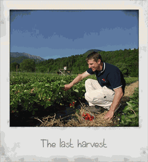 The Last Harvest