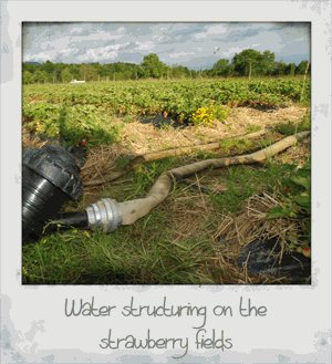 Water Structuring on the Strawberry Fields